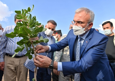 Karaloğlu, 28 bin ağaçlık fıstık aşılama kampanyasını başlattı 