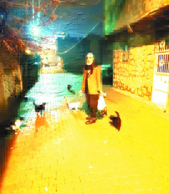 Kediler  Yolunu Gözlüyor