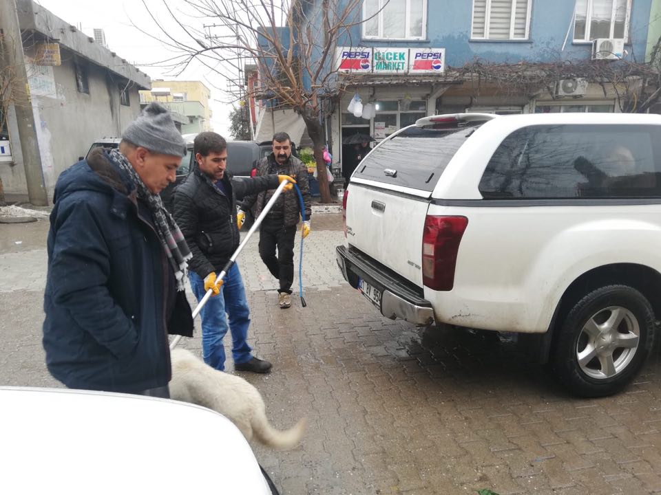 Başıboş köpekler toplatıldı