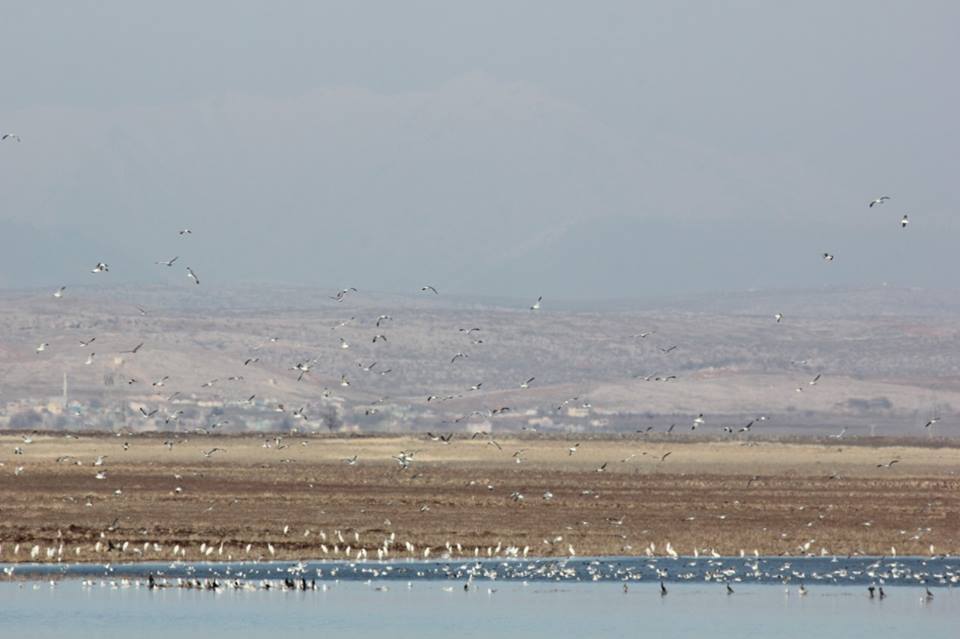 Baraj Göletinde kuş sayımı yapıldı