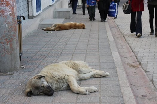 Erganiç™de 50 köpek zehirlenerek, öldürüldü.