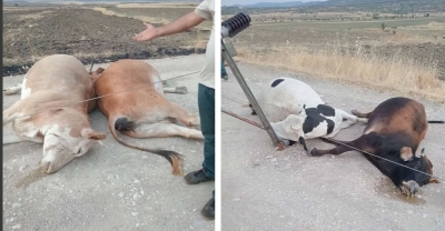 Lice’de elektrik akımına kapılan hayvanlar öldü