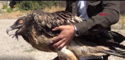 Nadir görülen sakallı akbaba Cilo Dağı eteklerinde yaralı bulundu