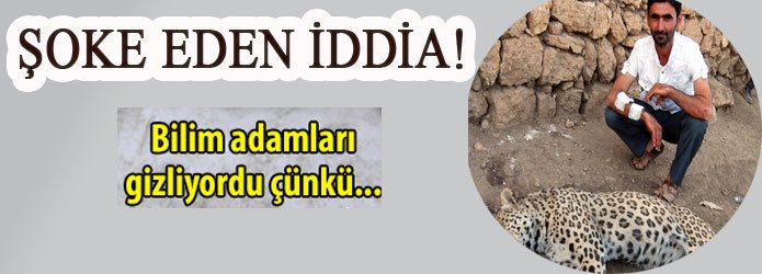 A–ldürülen leoparla ilgili şok iddia!