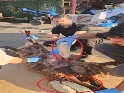 Ölü koyunun karnında uyuşturucu sevkiyatı