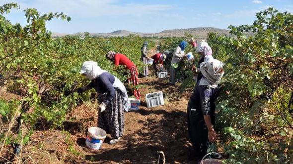 ihraç edilen şaraplık üzümlerin hasadına başlandı