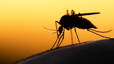Sivrisinek kaynaklı ölümlerde artış olabilir