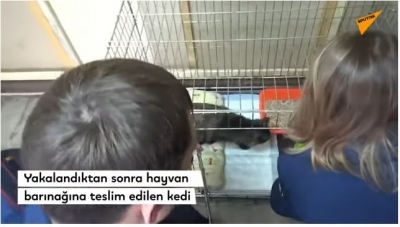 Uyuşturucu taşıyan kedi yakalandı: VİDEO