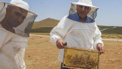 Volkanik dağda 60 bin kovanla bal hasadı; hedef 600 ton