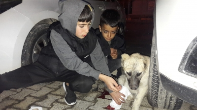 Yaralı köpeğe çocuklar müdahale etti