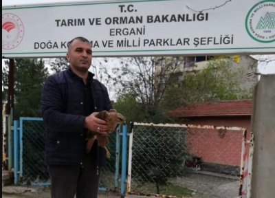 Yaralı şahin bulundu