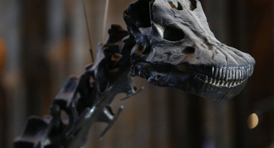Yeni bir dinozor türüne ait fosiller bulundu