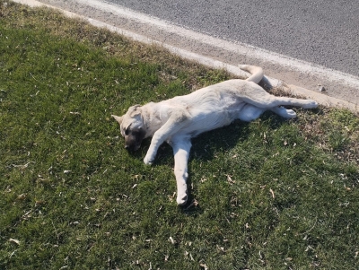 Yolun Karşısına Geçen Köpeğe Araba Çarptı!